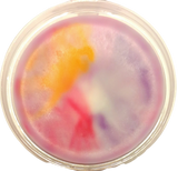 Wax Melt Pots (Clean & Fresh)