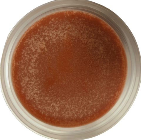 Wax Melt Pots (Seasonal)